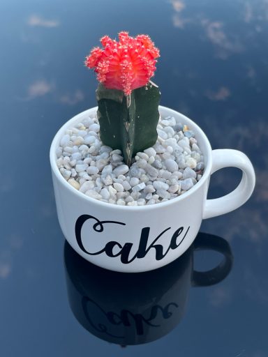 Moon Cactus in Cake Cup with White Stones Moon cactus in a cake cup decorated with white stones.