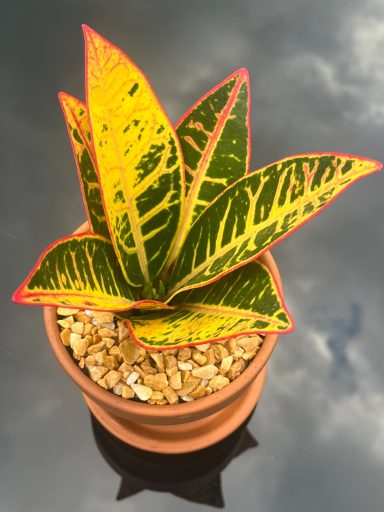 Colourful Croton Petra Croton Petra plant in terracotta pot