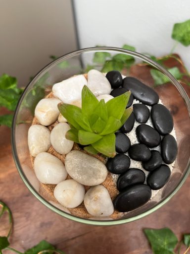 Haworthia Succulent in a Glass Terrarium Haworthia succulent in a layered glass terrarium with black and white pebbles as top layer