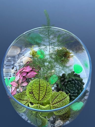 Glass Terrarium with Plants Open terrarium featuring a mix of indoor plants