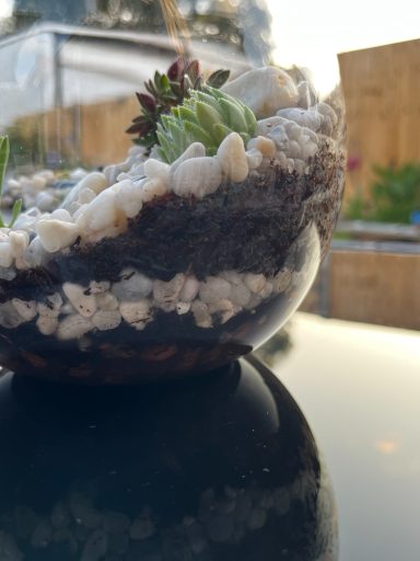 Glass Terrarium with Plants Terrarium featuring a mix of indoor plants