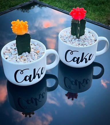 Decorative Moon Cacti Display Moon cacti planted in “Cake” cups