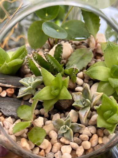 Egg-Shaped Layered Plant Terrarium Egg-shaped glass terrarium with layered substrates and assorted plants