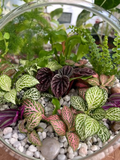 Round Open Foliage Terrarium Round open terrarium with lush foliage and decorative stone layers