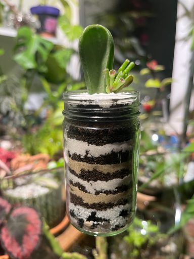 Crassula Ovata Gollum Jade Mini Terrarium Crassula ovata ‘Gollum’ jade plant in an upcycled spice jar mini terrarium