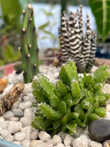 Shallow Cacti and Succulents Terrarium A glass dish containing various small cacti and succulents with decorative stones.
