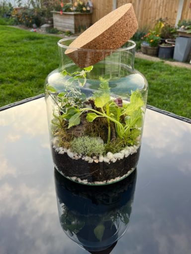 Closed Terrarium with Pebble Layers and Lush Plants Closed glass terrarium with layered pebbles and compost, filled with vibrant green plants.