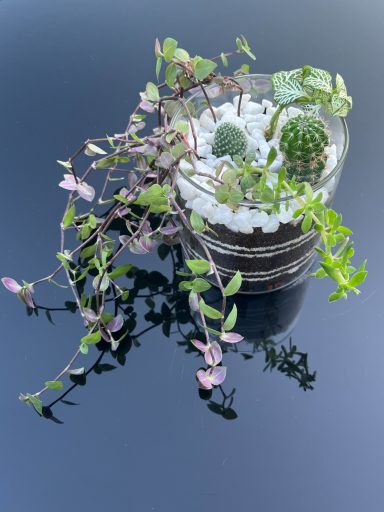 Mixed Cacti & Succulent Terrarium Mixed cacti and succulent mini terrarium in glass container