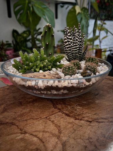 Shallow Cacti and Succulents Terrarium A glass dish containing various small cacti and succulents with decorative stones.