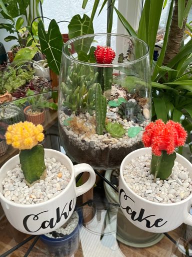 Moon Cacti in “Cake” Cups and Terrarium Moon cacti planted in “Cake” cups and an open terrarium display