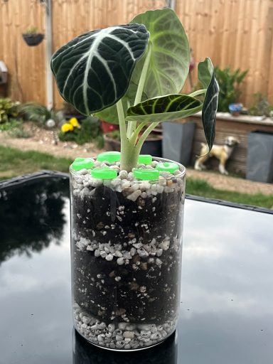 Black Velvet Terrarium Alocasia black velvet displayed in a layered terrarium