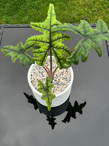 Alocasia Jacklyn in White Pot Alocasia Jacklyn plant in a white pot with white pebble decoration.