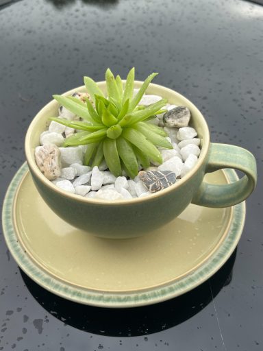 Mini Succulent Tea Cup Display Mini succulent displayed in decorative green tea cup