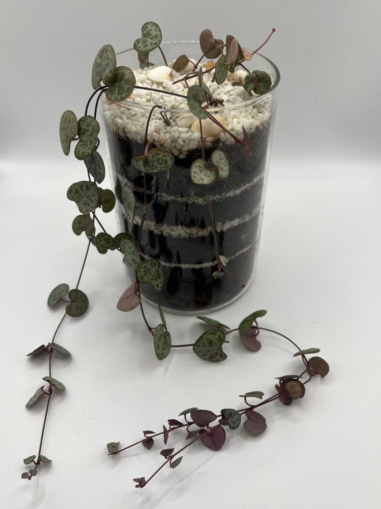 Open Layered Terrarium with  String Of Hearts
