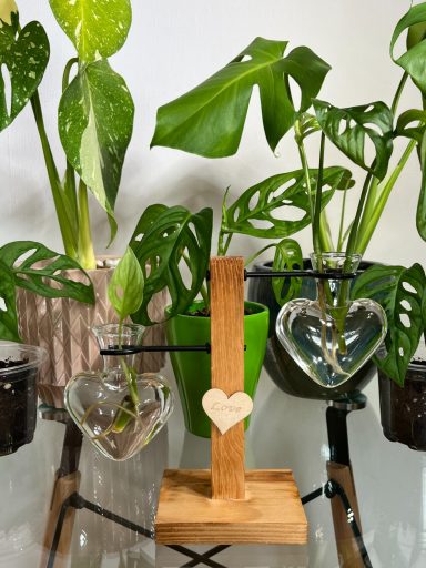 Monstera Adansonii Heart-Shaped Prop Station Monstera adansonii propagation cuttings in heart-shaped glass prop station