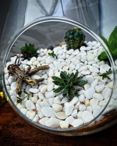 Cacti & Succulents Open Terrarium Cacti and Succulents in an open terrarium