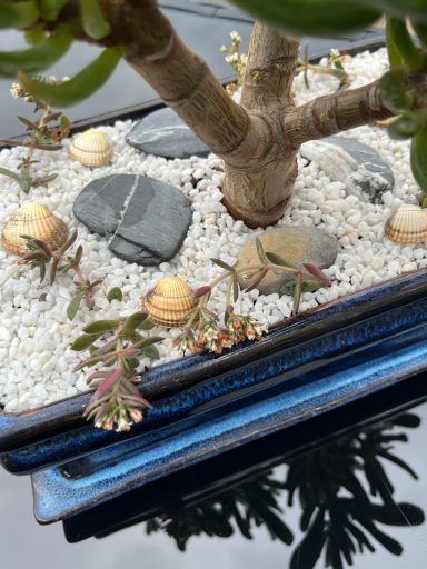 Gollum Jade Bonsai Crassula ovata ‘Gollum’ styled as a bonsai with decorative top layer