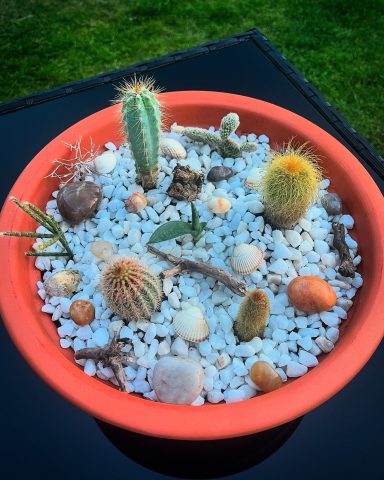 Mixed Succulent and Cacti Arrangement Cacti and succulents arranged in a large terracotta pot