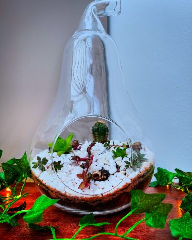 Cacti and Succulent Terrarium Mixed cacti and succulent pear shaped terrarium