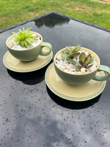 Mini Succulent Tea Cup Display Mini succulents displayed in decorative green tea cups