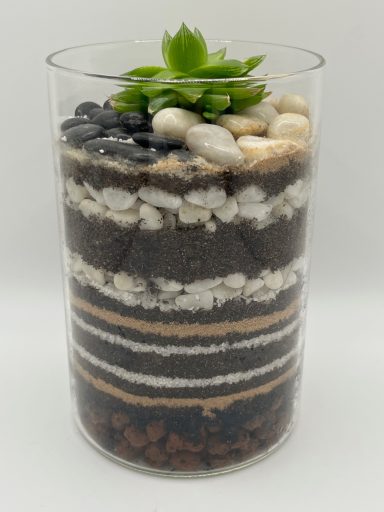Haworthia Layered Terrarium Haworthia succulent in a layered glass terrarium