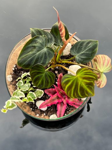 Glass Terrarium with Plants Open terrarium featuring a mix of indoor plants