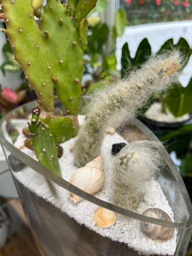 Monkey Tail Cactus Tear-Shaped Terrarium Monkey Tail Cactus in a tear-shaped glass terrarium