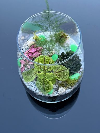 Glass Terrarium with Plants Open terrarium featuring a mix of indoor plants
