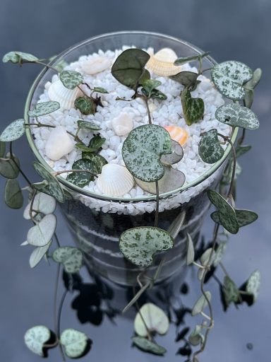 Trailing String of Hearts in Terrarium String of Hearts plant in layered terrarium